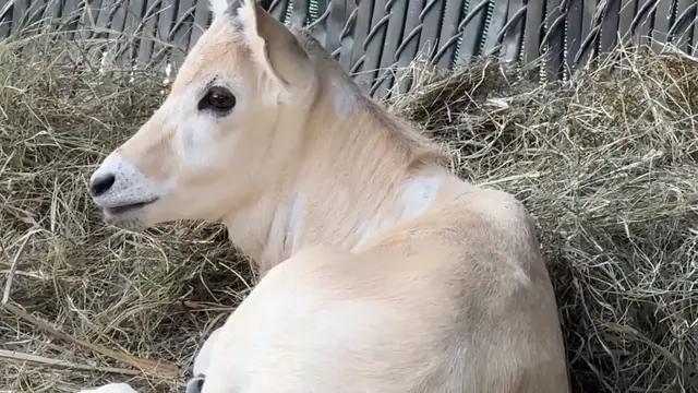 Video thumbnail for Critically endangered addax born at Disney’s Animal Kingdom Lodge