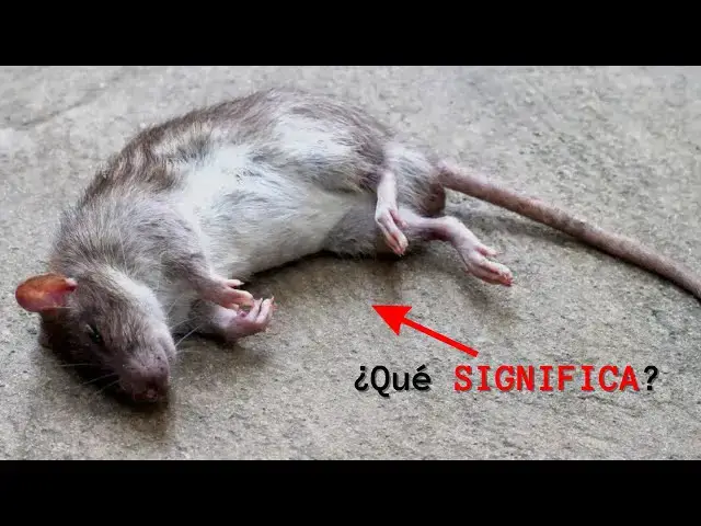 Video thumbnail for ¿Qué significa encontrar una rata muerta en tu casa?