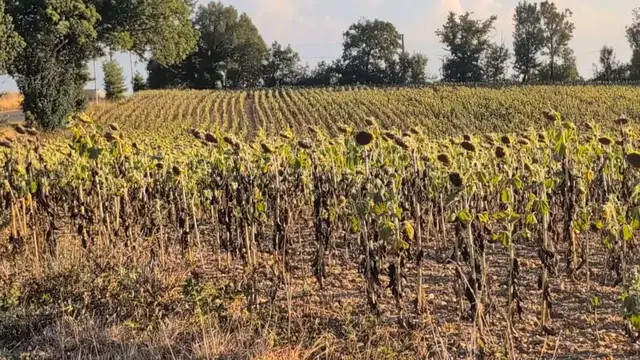 Video thumbnail for France: Drought causes crop losses and dries up waterways in France.