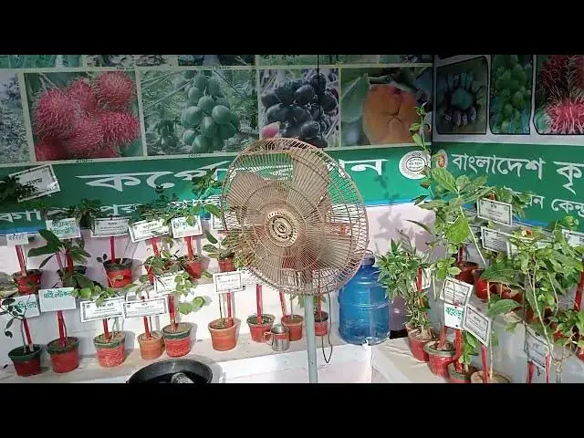 'Video thumbnail for বৃক্ষমেলা -২০২৩, গাজীপুর - Tree Fair-2023, Gazipur'