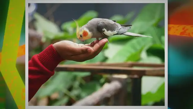 Video thumbnail for Feeding Pet Starlings: A Quick Guide