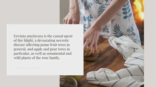 Video thumbnail for Fire blight