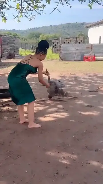 'Video thumbnail for Congratulations: Video of Phindile Gwala’s sister catching a chicken, eating it, then feeding it to another chicken reaches 14 million views. Watch'