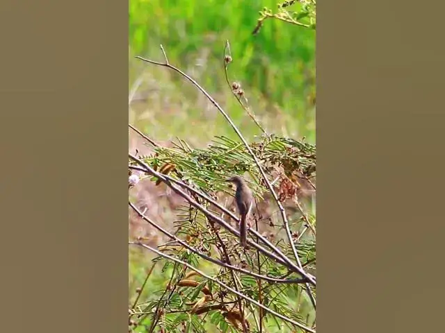 Video thumbnail for Small of Wild Bird 4  #dovebird #smallbird #birds #bird #shortdove #nestdove #babiesdove