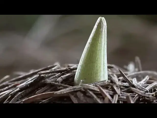 Video thumbnail for SPRING AWAKENING blooming flowers