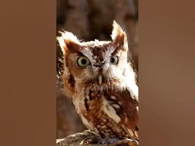 Video thumbnail for Barn Owl Sound (Meme SFX) #shorts