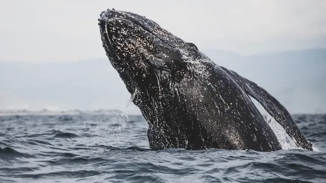 Video thumbnail for NOAA data links holiday shopping to Atlantic whale deaths