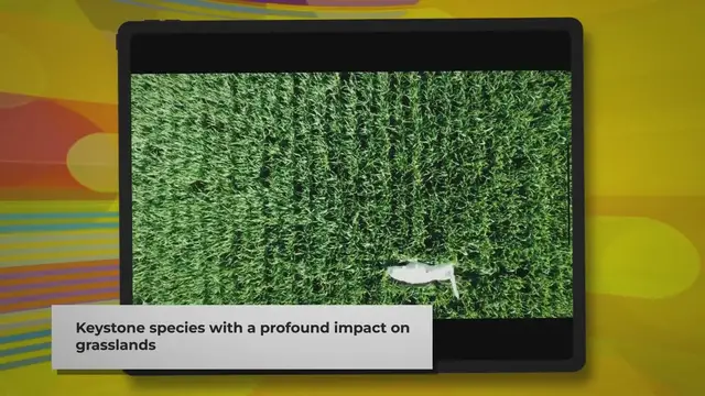 Video thumbnail for The Black-tailed Prairie Dog's Diet: A Closer Look