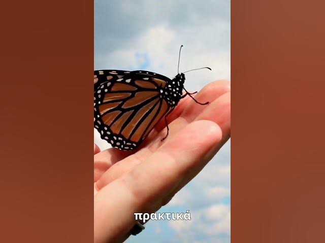 Video thumbnail for Η ψυχολογία της ευτυχίας πώς να εστιάσεις σε αυτό που εχει σημασία