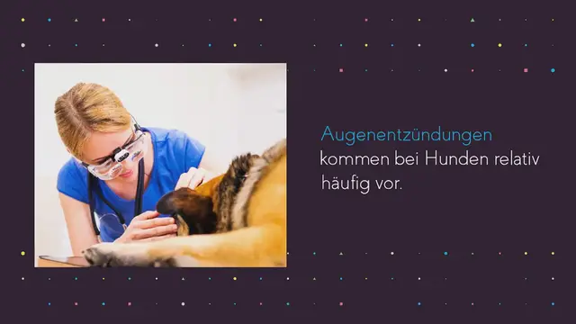 Video thumbnail for Augentropfen für Hunde: Anwendung, Dosierung & Tipps