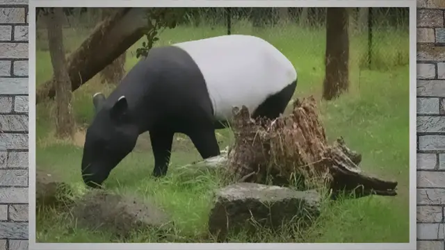 Video thumbnail for Where Do Tapirs Live? Exploring Their Habitats, Survival Strategies, and Conservation Efforts