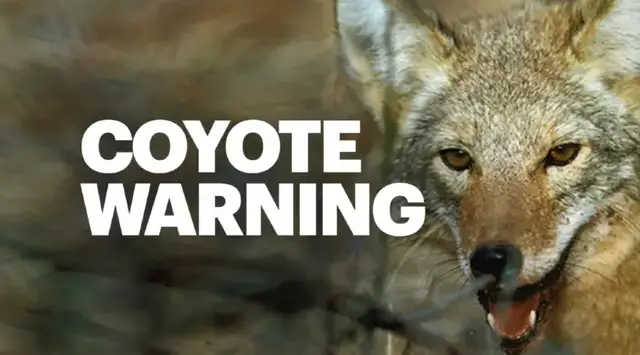 Video thumbnail for Police warn of coyote sightings in Wildwood Crest