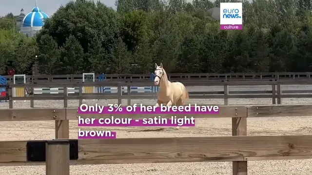 Video thumbnail for Good breeding: Kazakh 'satin' horse becomes new national symbol