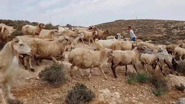 'Video thumbnail for Israeli settlers raid barn: Palestinian family assaulted and animals killed'