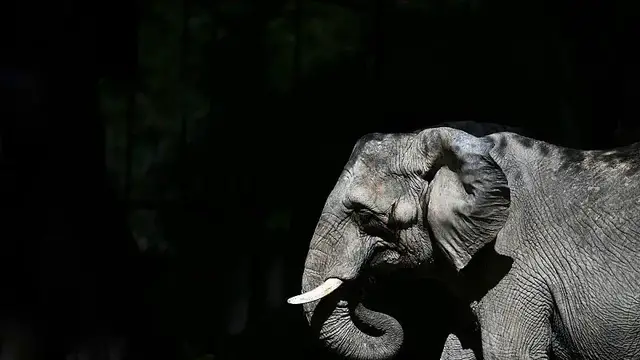 'Video thumbnail for African elephant Pupy arrives in Brazilian sanctuary after 30 years in Buenos Aires zoo'