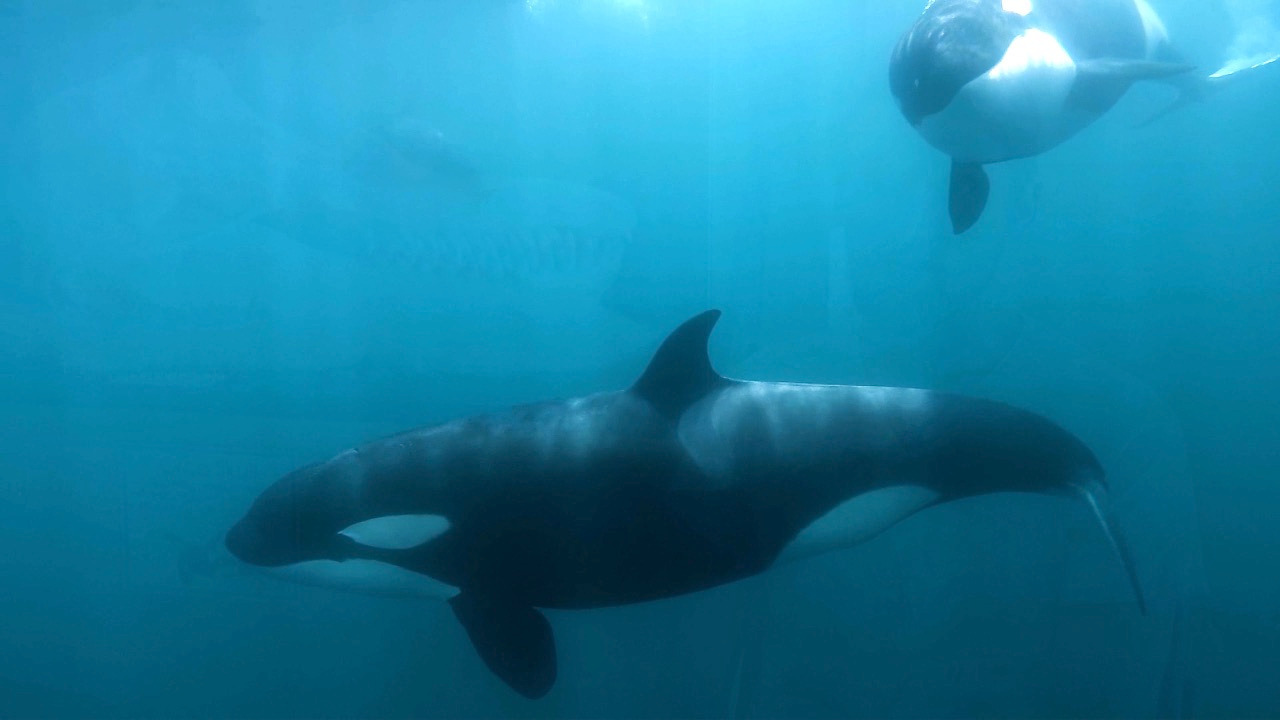 Video thumbnail for Experts Explain Why Orcas Are Attacking Ships in the Strait of Gibraltar