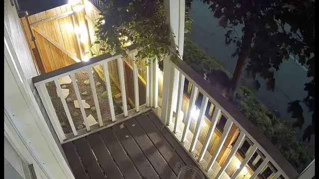 Video thumbnail for Jimothy the Famous Raccoon With Short Spine Syndrome Spotted on Seattle Balcony