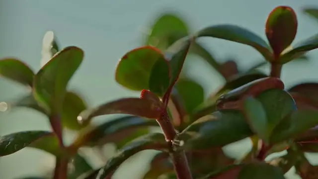 Video thumbnail for Jade_Plant_Care_Tips