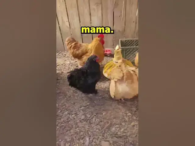 Video thumbnail for New Cochin Chicks Hatched Out #Shorts