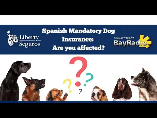 'Video thumbnail for SPANISH MANDATORY DOG INSURANCE | ARE YOU AFFECTED?'