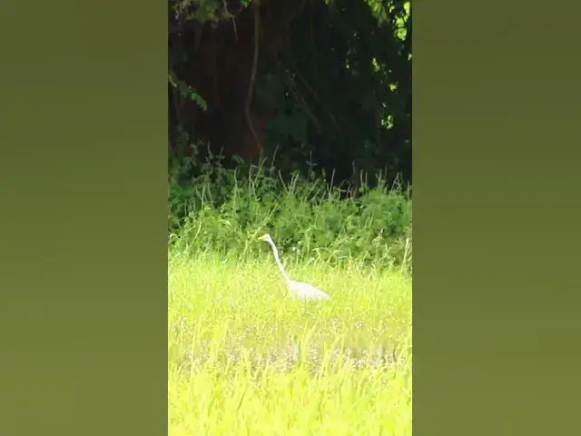 Video thumbnail for White Bird Catch Snail (WB-14) #bird #birds #shortbird #viralbirds