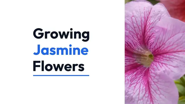 Video thumbnail for Growing Jasmine Flowers