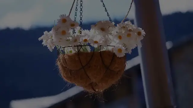 Video thumbnail for How To Grow Petunias