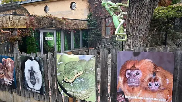 Video thumbnail for San Diego Zoo Welcomes Rare Fossa Triplets