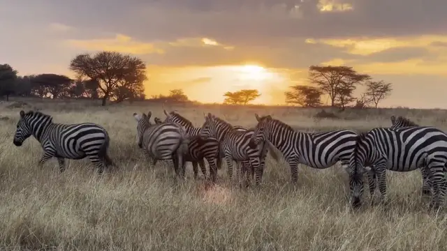 Video thumbnail for Tanzania: Wildebeest herds surge through Serengeti as great migration enters peak river-crossing season.