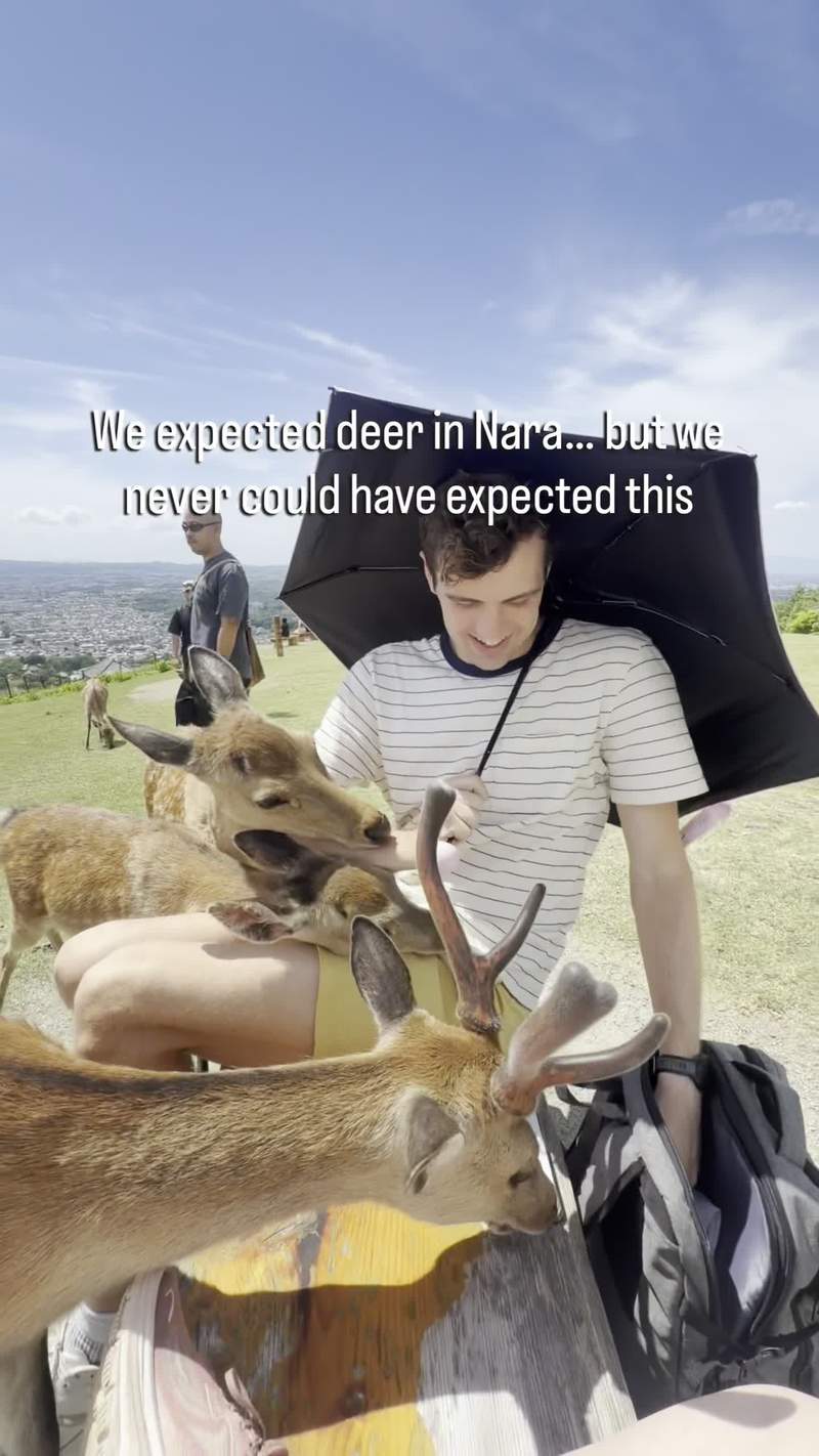 Video thumbnail for Once in a Million Deer Birth in Nara Park Japan