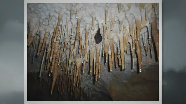 'Video thumbnail for Animals That Live Underground: A Fascinating World Beneath Our Feet'