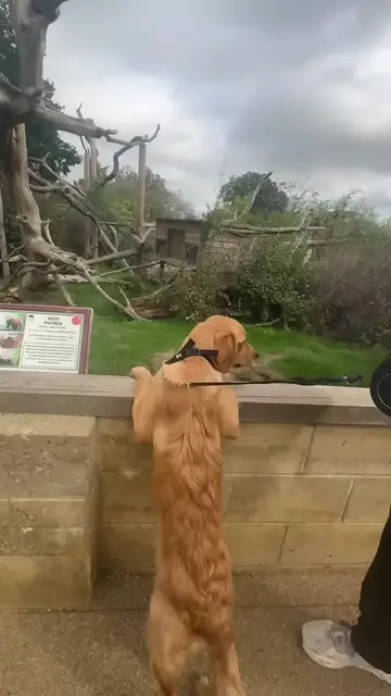 Video thumbnail for Puppy Exploring Cotswold Wildlife Park Dog Friendly Zoo Day