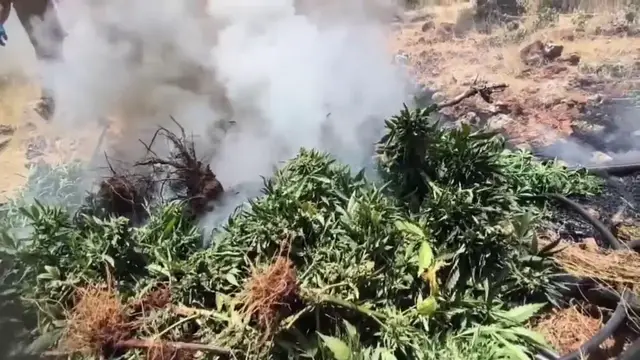Video thumbnail for Turkey: Cannabis Plants Destroyed in Diyarbakır Province.