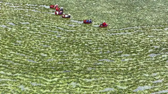 Video thumbnail for China: Water Chestnuts Harvest.