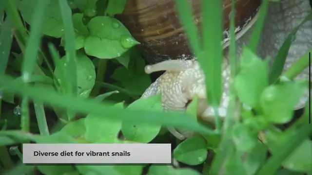 Video thumbnail for Feeding Your Pet Snails: A Quick Guide
