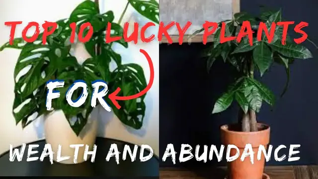 'Video thumbnail for Top 10 Feng Shui Plants to Attract Money and Abundance 🌿💰'