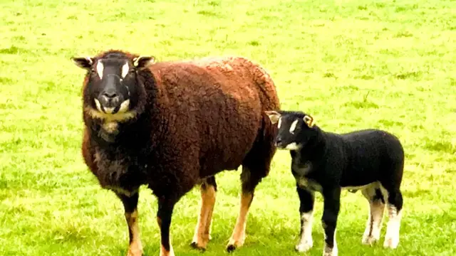 Video thumbnail for Rare UK sheep bred to have a badger face