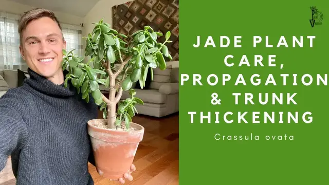 Video thumbnail for JADE PLANT Care, Propagation and Trunk Thickening Tips - 2023