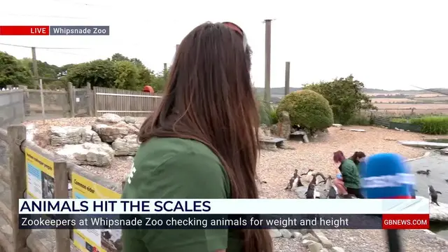'Video thumbnail for WATCH: Rockhopper penguins take to the scales for Whipsnade Zoo's annual weigh-in'