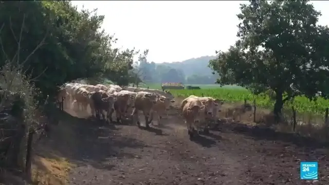Video thumbnail for Climate-change driven heatwave brings uncertainty to French farmers