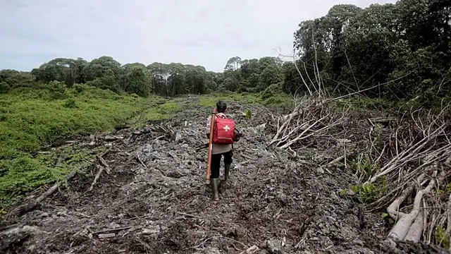 Video thumbnail for Brazil transforms waste palm oil into green energy