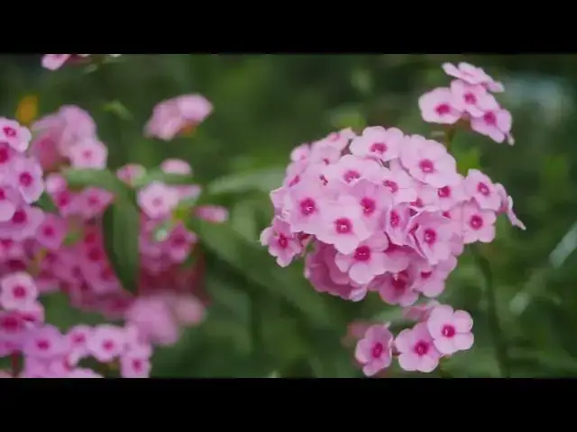 Video thumbnail for Flowers Collection