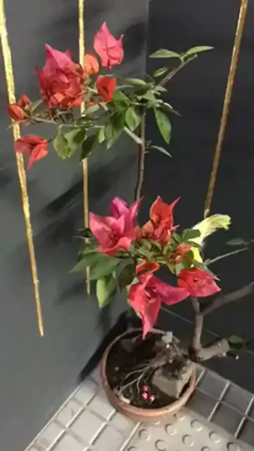 'Video thumbnail for Bougainvillea Bonsai Video 2'
