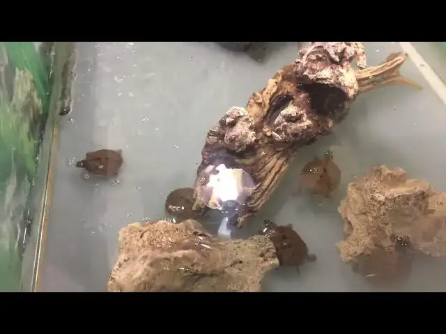 Video thumbnail for Lizard and Turtles