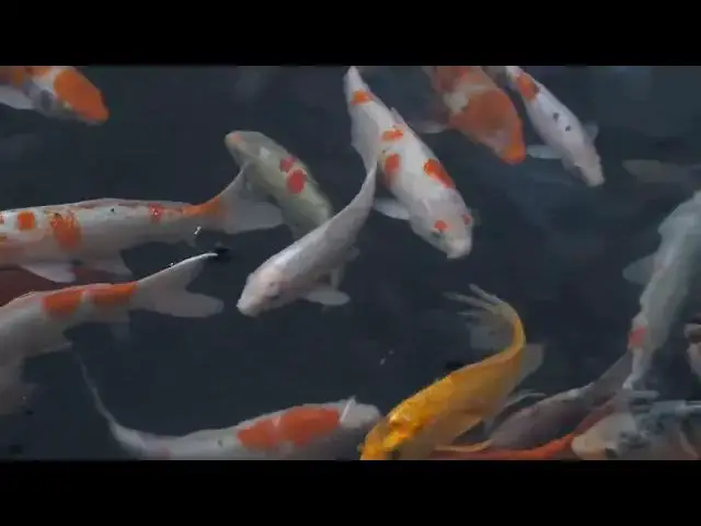 Video thumbnail for Ornamental Fish