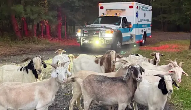 Video thumbnail for 'You've GOAT to be kidding me.' Monroe EMS helps escaped herd find its way home