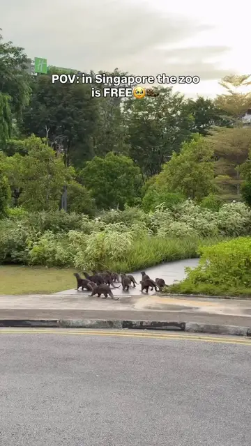 Video thumbnail for Wild Otters Roaming the Streets and Parks of Singapore