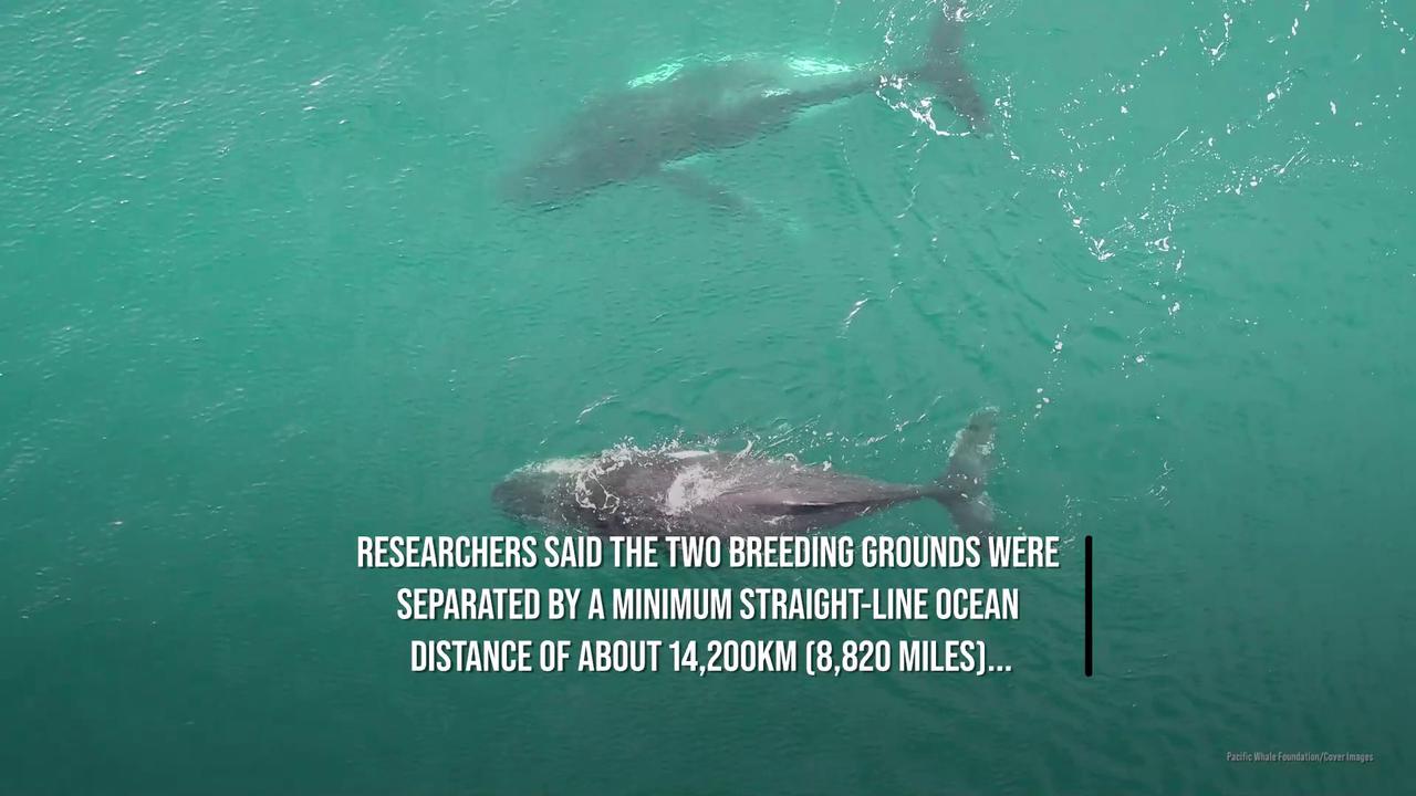 Video thumbnail for Half the world a whale! Humpbacks found making record-breaking migrations from Australia to Brazil.