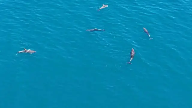 Video thumbnail for Türkiye: Heartwarming moments as playfull dolphins delight off Türkiye's northern coast.