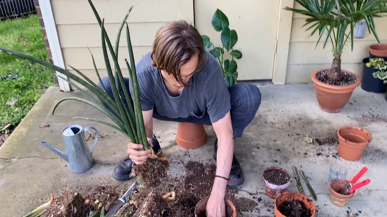 Video thumbnail for Snake Plant (Sansevieria cylindrica): Propagation by Division